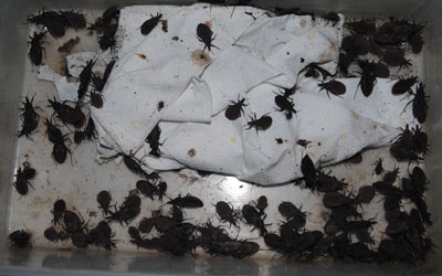 TP.HCM: Đề phòng bọ xít hút máu người