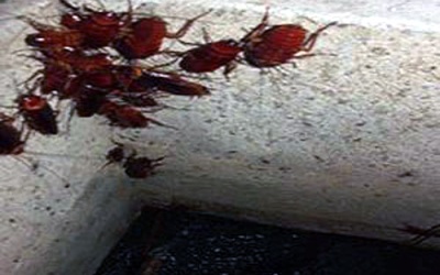 Kinh hãi những bể nước ngầm sinh hoạt