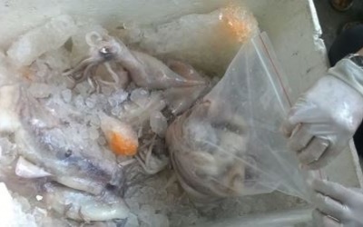 Cần Thơ: Thu giữ gần 6kg mực ống ướp hóa chất lạ