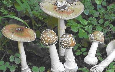 Cần Thơ: 2 bệnh nhân ngộ độc vì ăn nấm dại