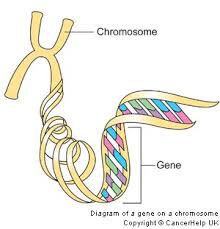 Phát hiện mới về gen giúp việc chẩn đoán u vú tốt hơn