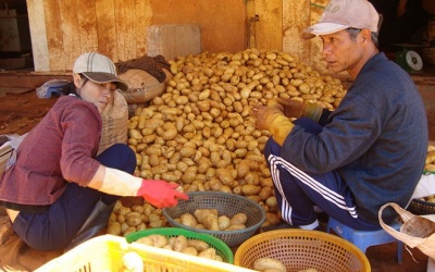 Khoai tây Trung Quốc lại được nhập ồ ạt về Đà Lạt để “làm áo”
