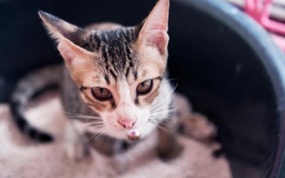 Có thể chữa ung thư bằng … phân mèo