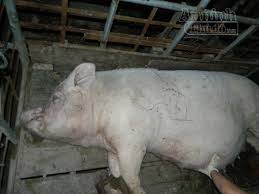 Ăn thịt lợn chết bệnh, mất mạng