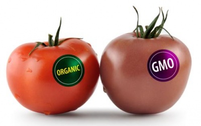 Cà chua biến đổi gen giúp ngăn bệnh tim