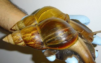 Bộ Y tế cảnh báo: Tuyệt đối không được ăn ốc sên, ốc bươu