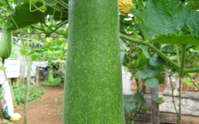 Sai lầm chết người khi ăn bí đao mà bạn không biết