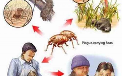 Tử vong vì dịch hạch do tiếp xúc với chó bị ốm