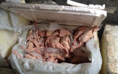 Thu giữ bồ câu không nguồn gốc và gà thịt thải loại