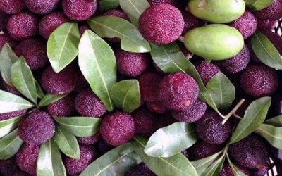 3 trẻ chết vì ăn quả rừng