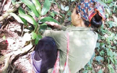 Đi tìm “thần dược” Tỏa Dương cho quý ông