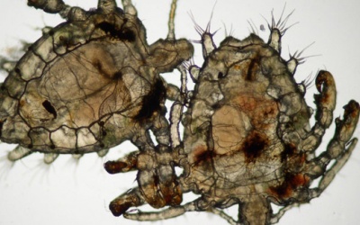 Phòng rận mu như thế nào?