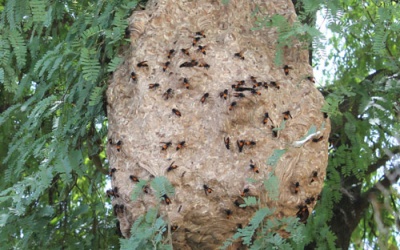 Một người tử vong do ong vò vẽ đốt