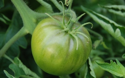 Cảnh báo về 10 loài thực phẩm gây 'chết người' nếu sử dụng không đúng cách