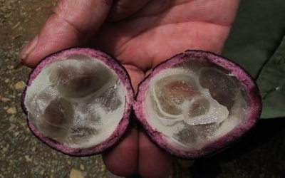 Xác định loại quả dại gây tử vong