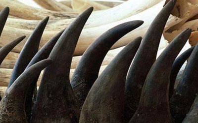 Đẩy mạnh tuyên truyền không sử dụng sừng tê giác ở Việt Nam