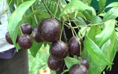 Điều tra, xử ký vụ ngộ độc quả rừng