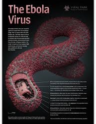 Phụ nữ mang thai nhiễm Ebola có nguy cơ sinh non