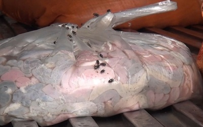 Hà Nội: Phát hiện và tiêu hủy 400kg lòng lợn bốc mùi