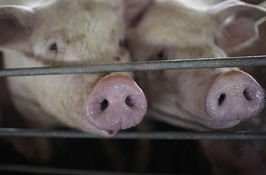 Virus Ebola được tìm thấy ở lợn