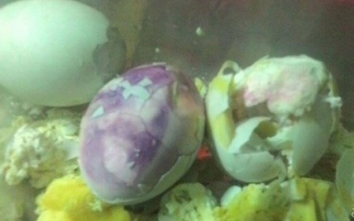 TP.HCM: Phát hiện trứng gà bất thường