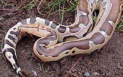 Cục ATTP: Tăng cường biện pháp kiểm soát ngộ độc từ con nưa