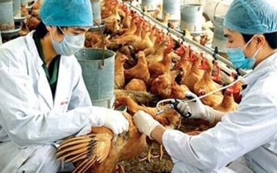 Tăng cường giám sát, điều tra phát hiện sớm các ổ dịch cúm A(H5N6)
