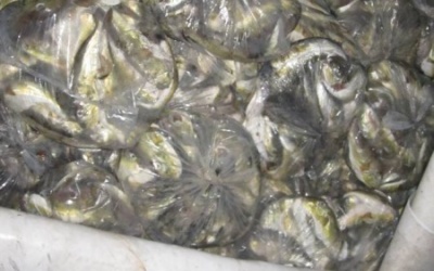 Đà Nẵng: Tiêu hủy hơn 100kg cá nóc