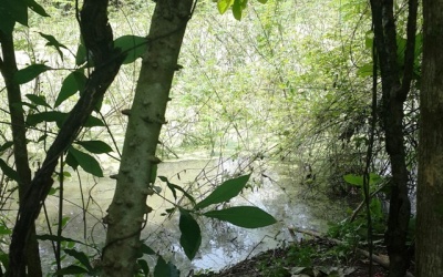 Nhẫn tâm giết chết người tình mang thai 2 tuần tuổi