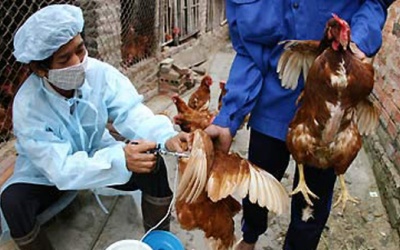 Lạng Sơn: Không có cúm H5N6