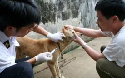 40 người tử vong do chó dại cắn
