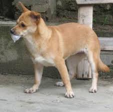 300.000 người nghi bị chó dại cắn mỗi năm