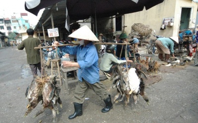 Lo ngại cúm gia cầm độc lực phát tác