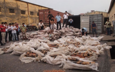 Phát hiện 1 tấn ngà voi trong container lạc thối