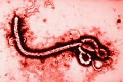 Ebola sắp có thuốc điều trị?