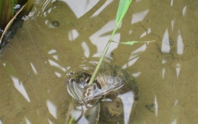 Chưa tìm thấy phẩy khuẩn tả ở Hà Nội