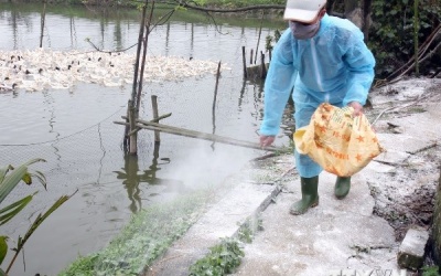 Phát hiện virus cúm A/H5N6 tại Lào Cai