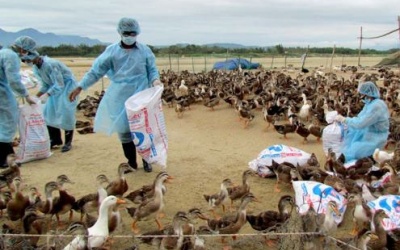 Cảnh giác cúm A H5N6 có thể lây sang người