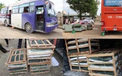 Bắt giữ xe khách chở 100 con chim le le không rõ nguồn gốc