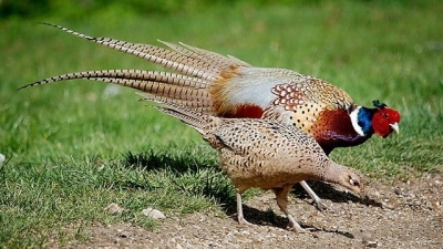 Giám sát chặt các hộ nuôi chim trĩ, đề phòng dịch cúm H5N6