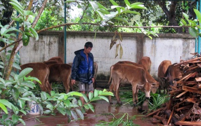 TP.HCM tiêu hủy đàn bò bị bệnh lở mồm long móng