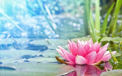 Thiền: Phương pháp chữa bệnh không dùng thuốc