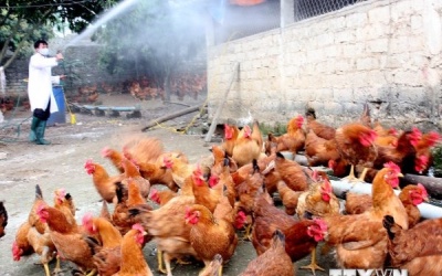 Quảng Trị, Quảng Ngãi xuất hiện dịch cúm gia cầm A/H5N6