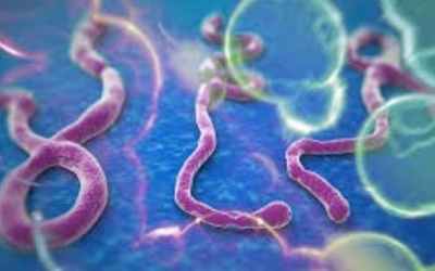 Phát hiện manh mối bùng phát dịch Ebola