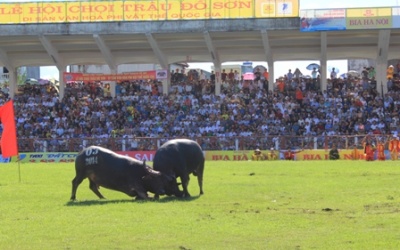 Tưng bừng Lễ hội chọi trâu Đồ Sơn 2014