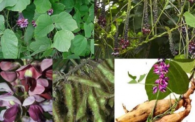 Sắn dây -“chìa khóa vàng” trong giải độc rượu