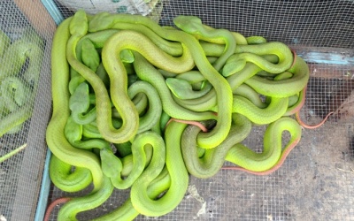 Báo động rắn lục đuôi đỏ cắn người hàng loạt tại ĐBSCL