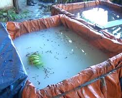 Cơ sở dùng hóa chất Trung Quốc để ngâm chuối bị bắt