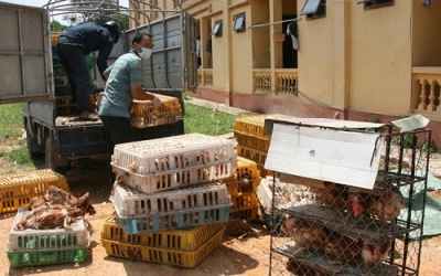 Bắt giữ gần 700 kg gà thải Trung Quốc