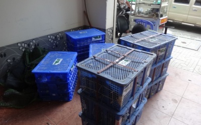 Phát hiện 2 lô động vật hoang dã không có giấy tờ